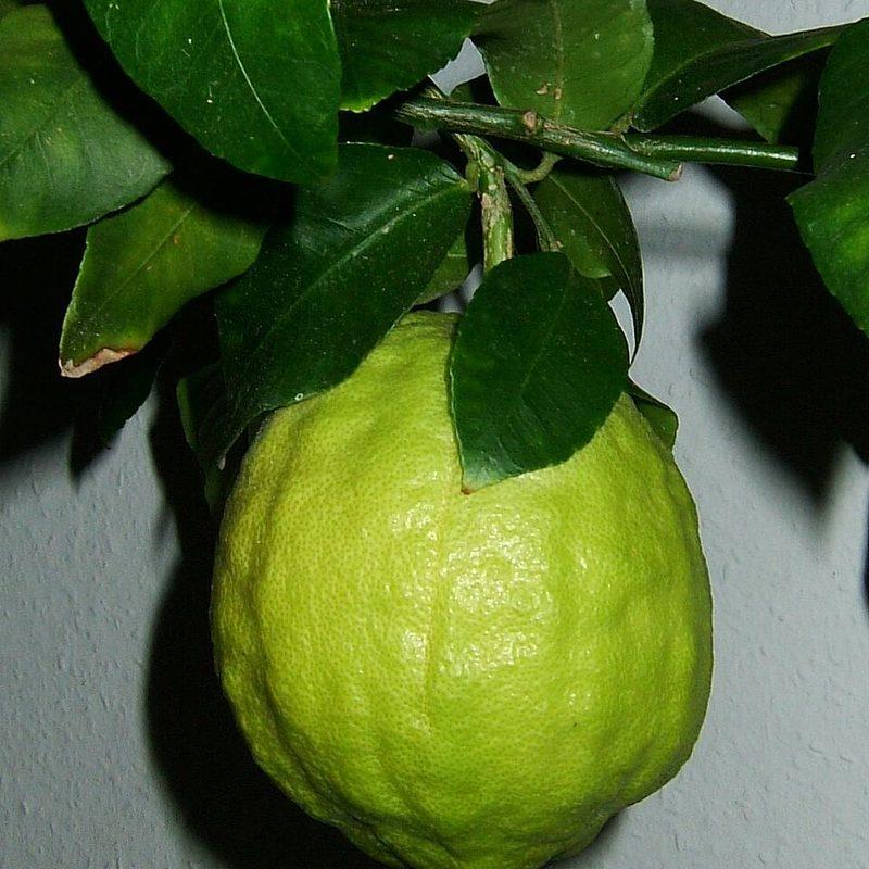 Cédratier (Citrus medica)