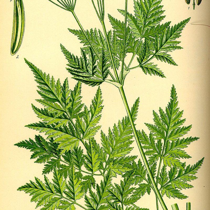 Cerfeuil musqué (Myrrhis odorata)