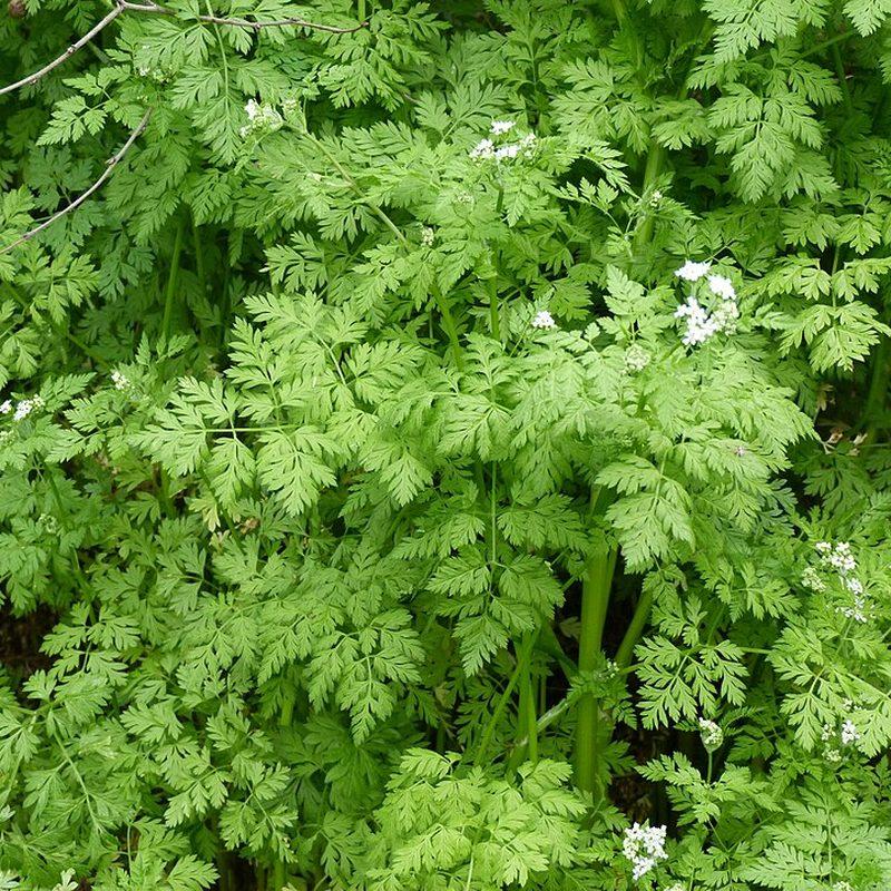 Cerfeuil (Anthriscus cerefolium)