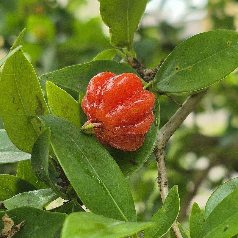 Cerisier de Cayenne (Eugenia uniflora)