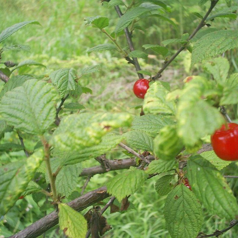 Cerisier de Nankin (Prunus tomentosa)