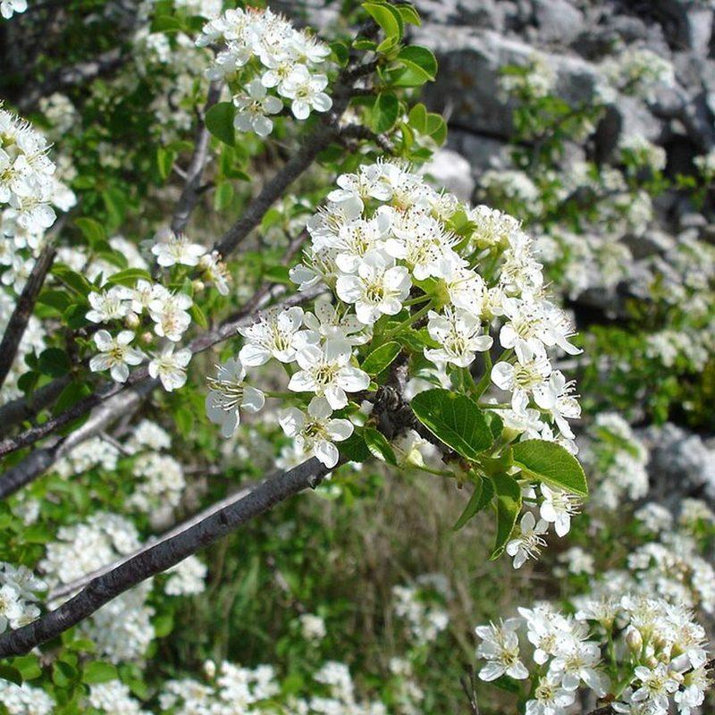 Cerisier de Sainte-Lucie (Prunus mahaleb)