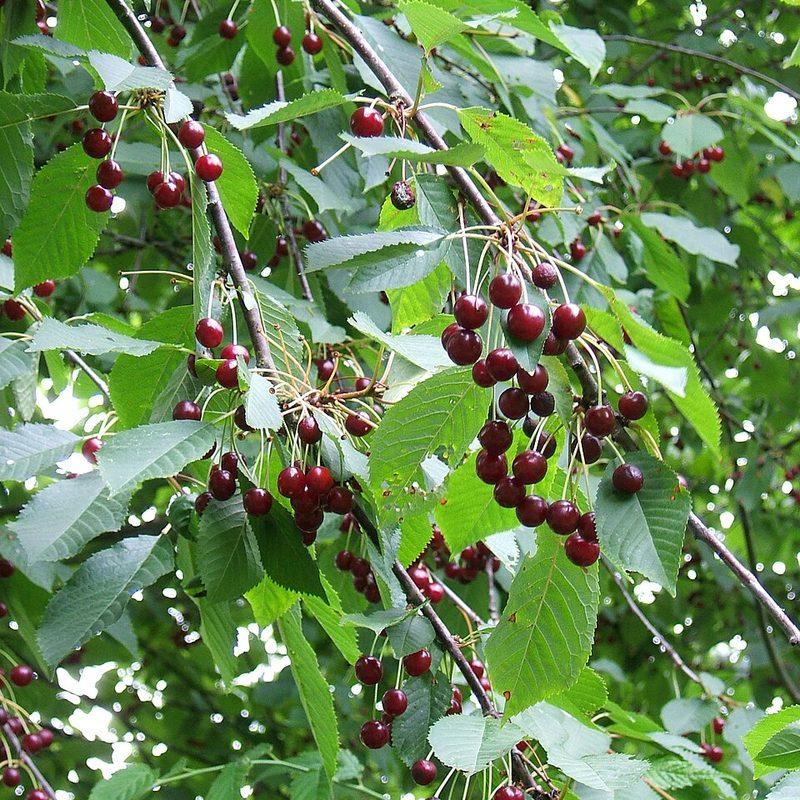 Cerisier (Prunus avium)