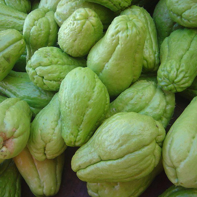 Chayotte (Sicyos edulis)