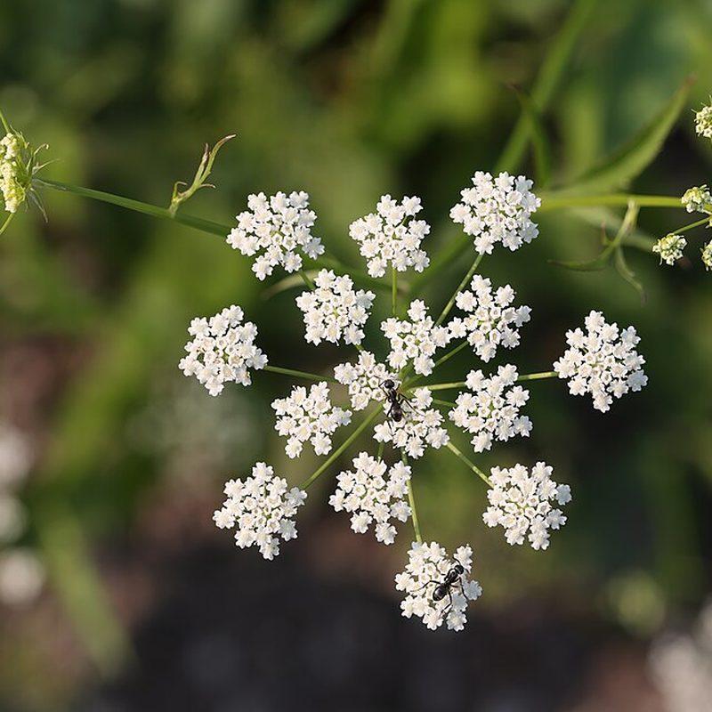 Chervis (Sium sisarum)