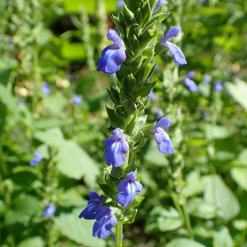 Chia (Salvia hispanica)
