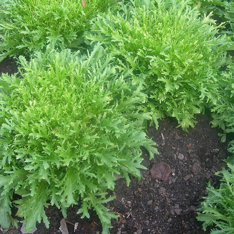 Chicorée frisée (Cichorium endivia var. crispum)