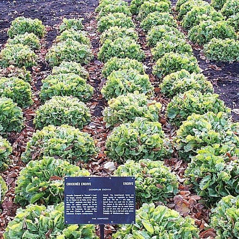 Chicorée scarole (Cichorium endivia var. latifolium)