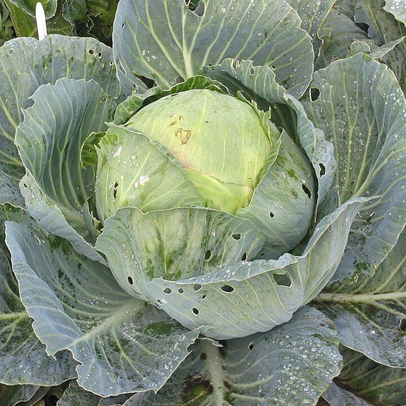 Chou cabus (Brassica oleracea var. capitata)
