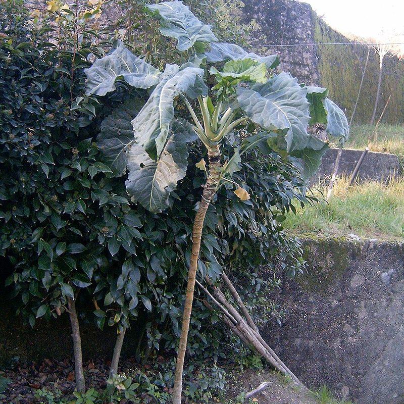 Chou cavalier (Brassica oleracea var. viridis)