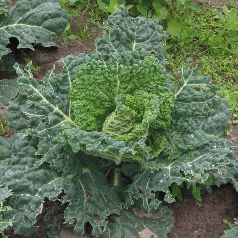 Chou de Milan (Brassica oleracea var. sabauda)
