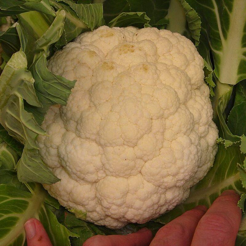Chou-fleur (Brassica oleracea var. botrytis)