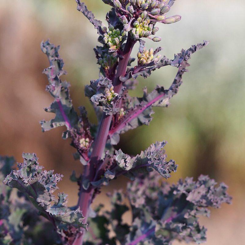Chou frisé (Brassica oleracea var. sabellica)