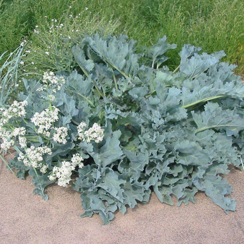 Chou marin (Crambe maritima)