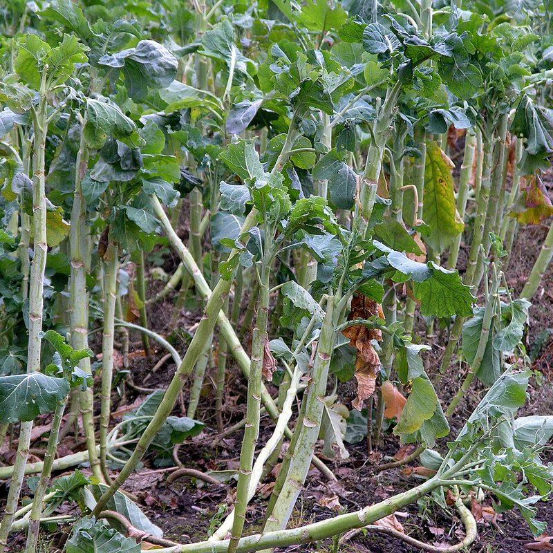 Chou moellier (Brassica oleracea var. medullosa)