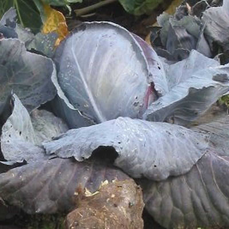 Chou rouge (Brassica oleracea var. capitata f. rubra)