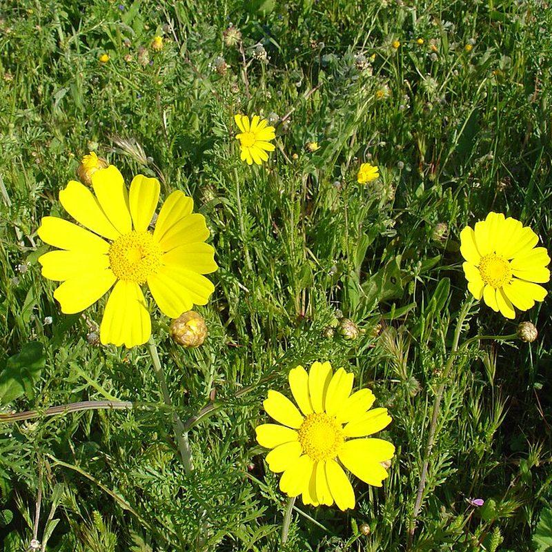 Chrysanthème comestible (Glebionis coronaria)