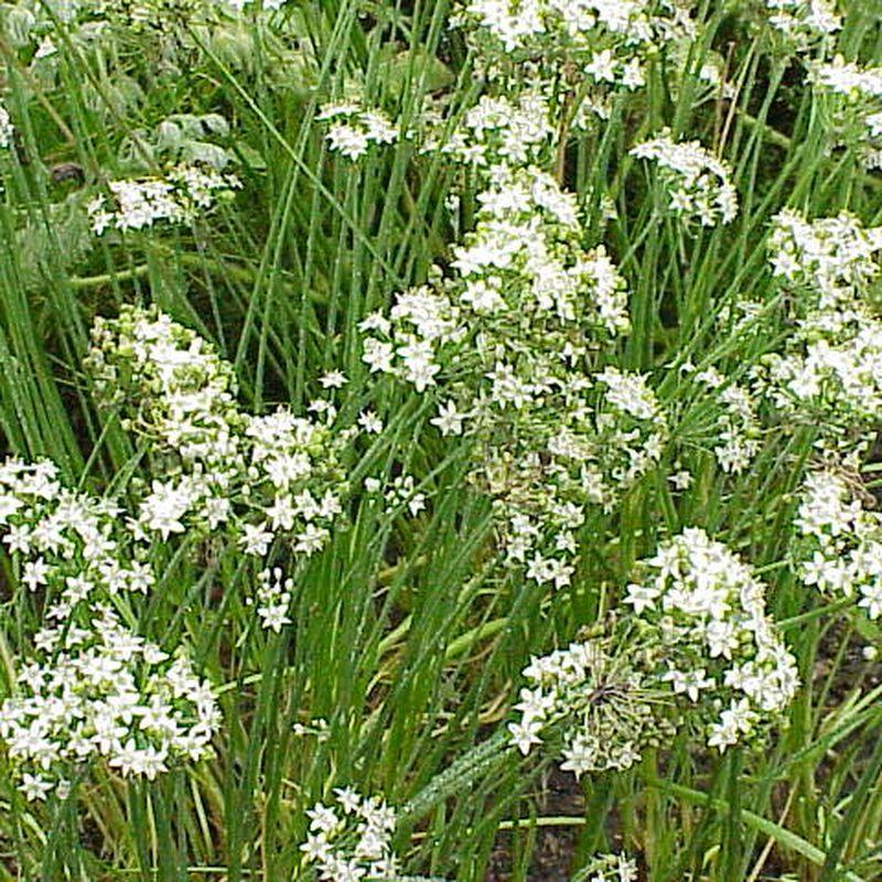 Ciboule de Chine (Allium tuberosum)