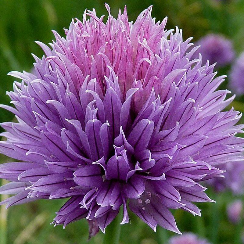 Ciboulette (Allium schoenoprasum)