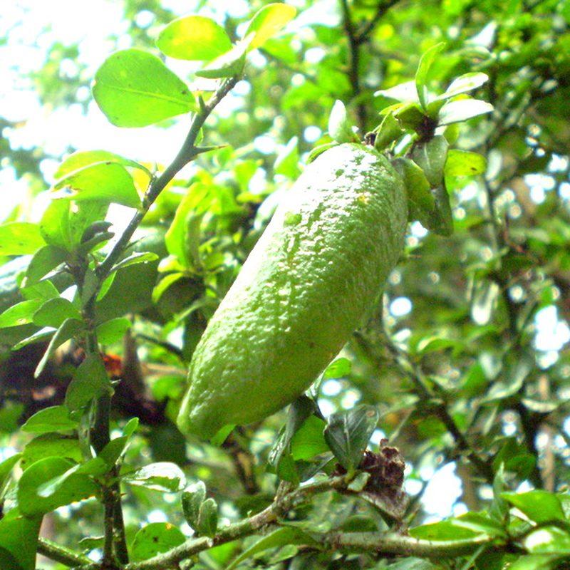 Citronnier caviar (Citrus australasica)