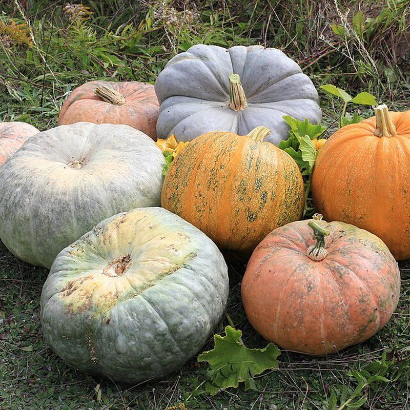 Citrouille (Cucurbita pepo)