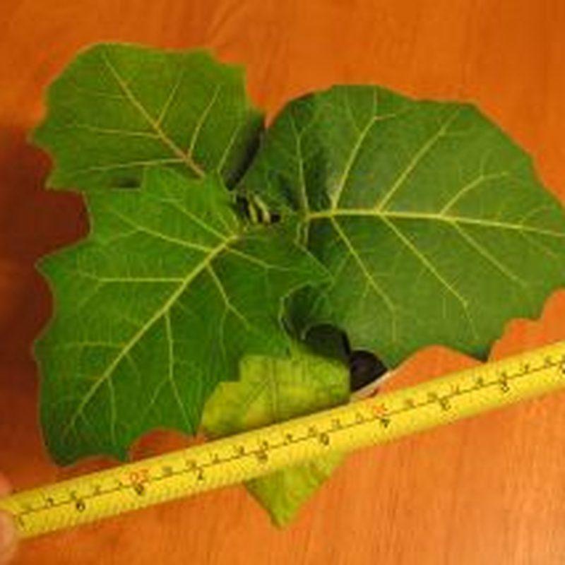 Cocona (Solanum sessiliflorum)