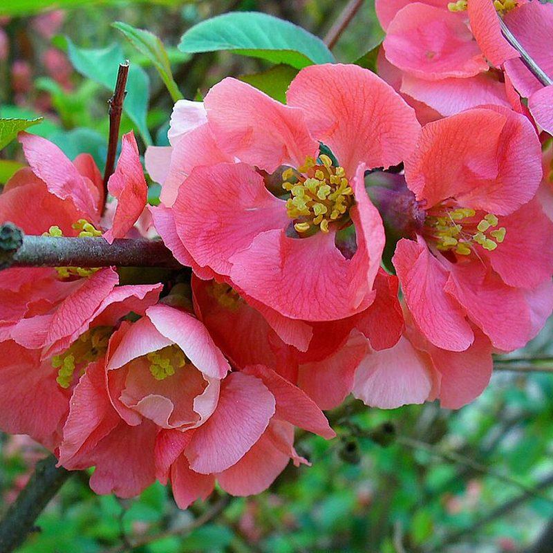 Cognassier du Japon (Chaenomeles japonica)
