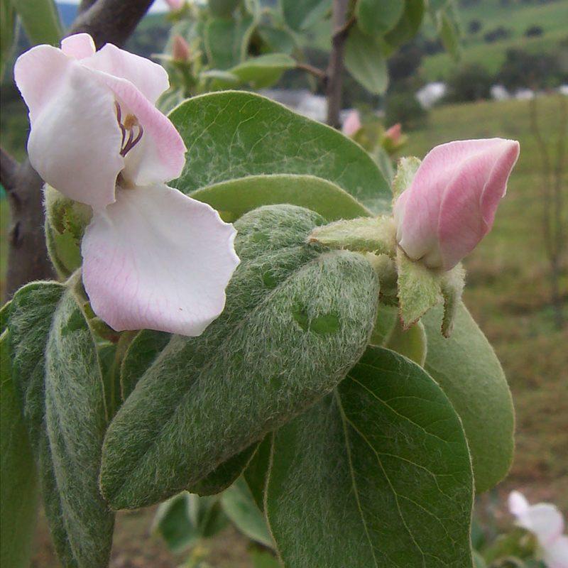Cognassier (Cydonia oblonga)