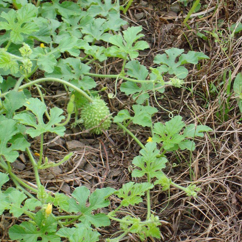 Concombre des Antilles (Cucumis anguria)