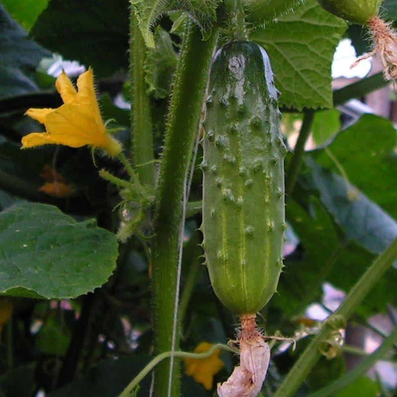Concombre (Cucumis sativus)