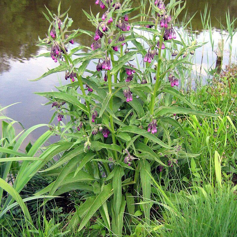 Consoude officinale (Symphytum officinale)