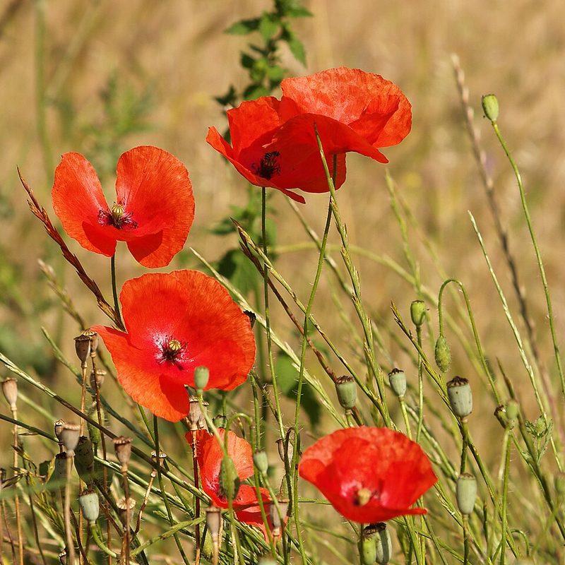 Coquelicot
