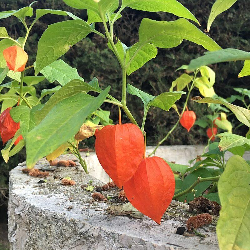 Coqueret alkékenge (Physalis alkekengi)