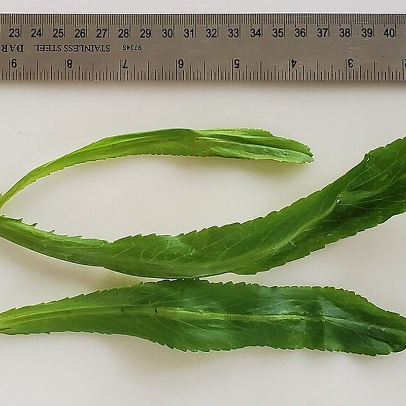Coriandre longue (Eryngium foetidum)