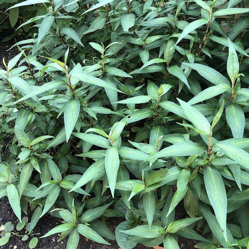 Coriandre vietnamienne (Persicaria odorata)