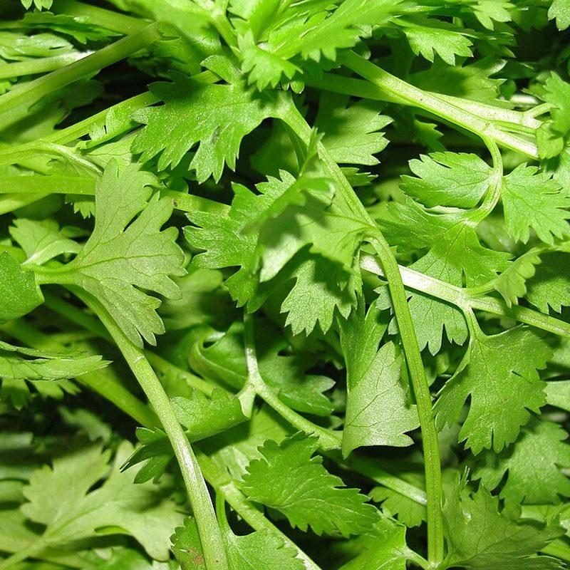 Coriandre (Coriandrum sativum)