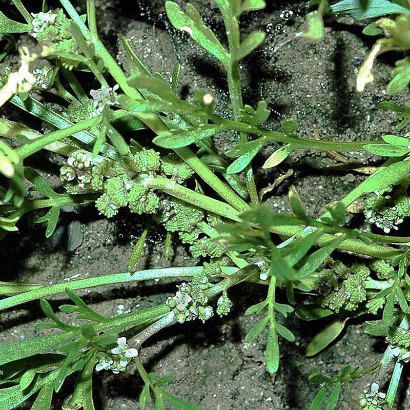 Corne-de-cerf (Lepidium coronopus)