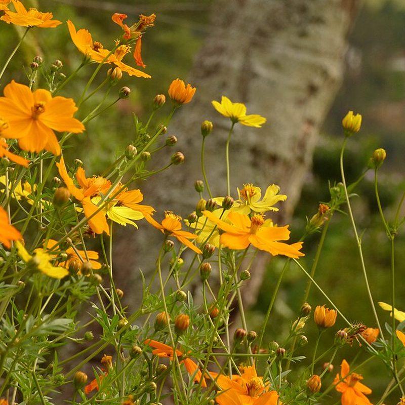 Cosmos sulfureux (Cosmos sulphureus)
