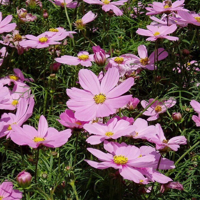 Cosmos