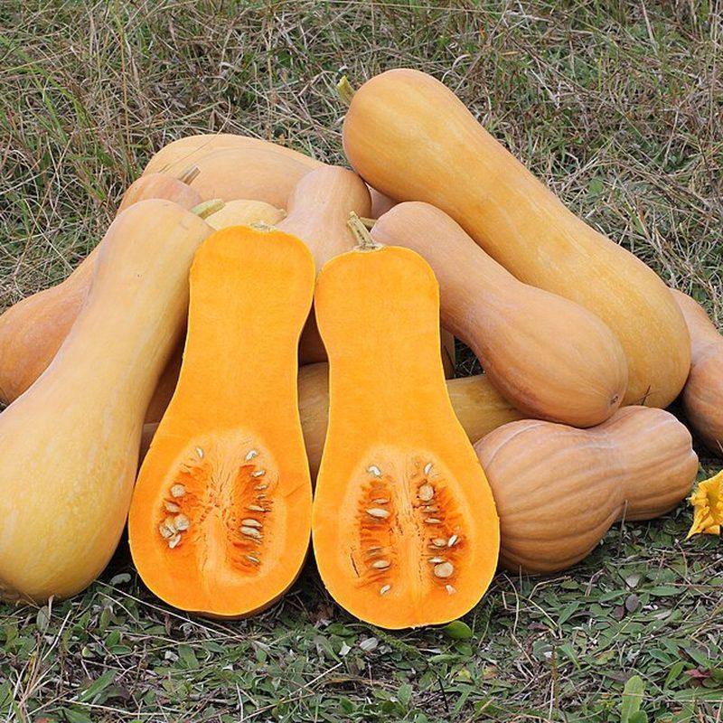 Courge butternut (Cucurbita moschata)