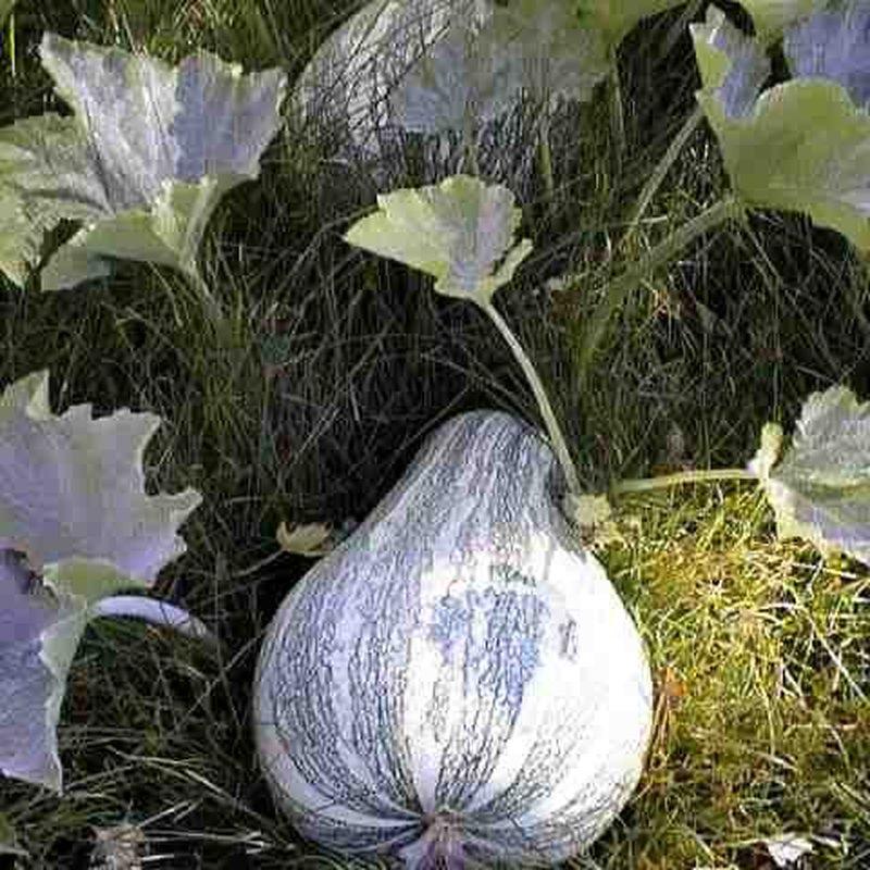 Courge cushaw (Cucurbita argyrosperma)
