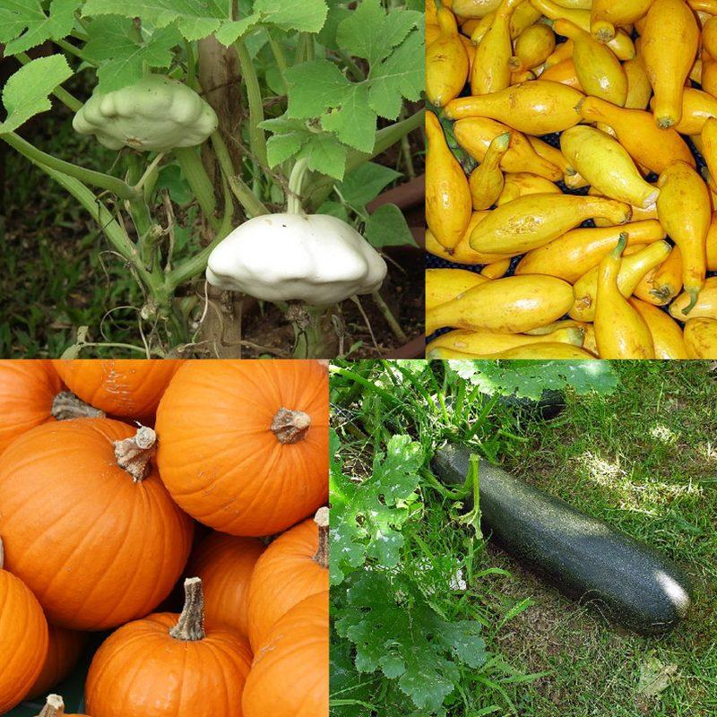 Courge de Styrie (Cucurbita pepo var. styriaca)