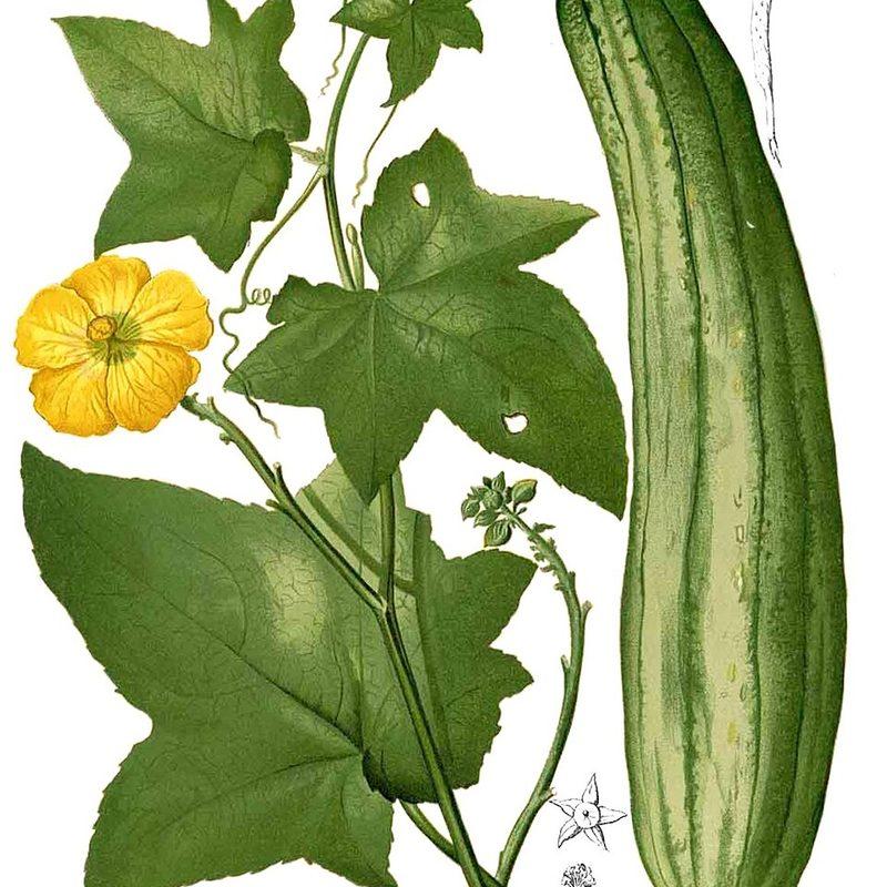 Courge éponge (Luffa aegyptiaca)