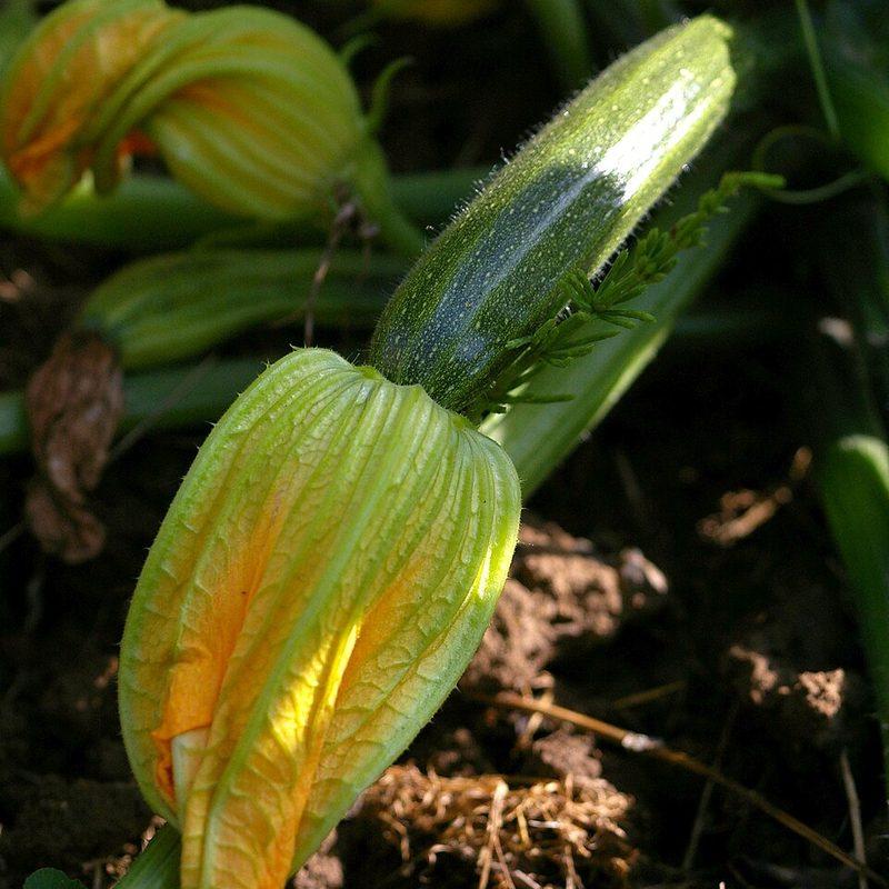 Courgette (Cucurbita pepo var. cylindrica)