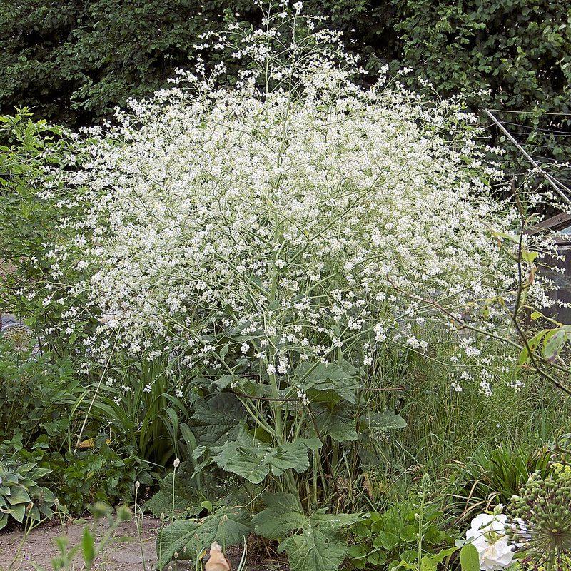 Crambe à feuilles cordées (Crambe cordifolia)