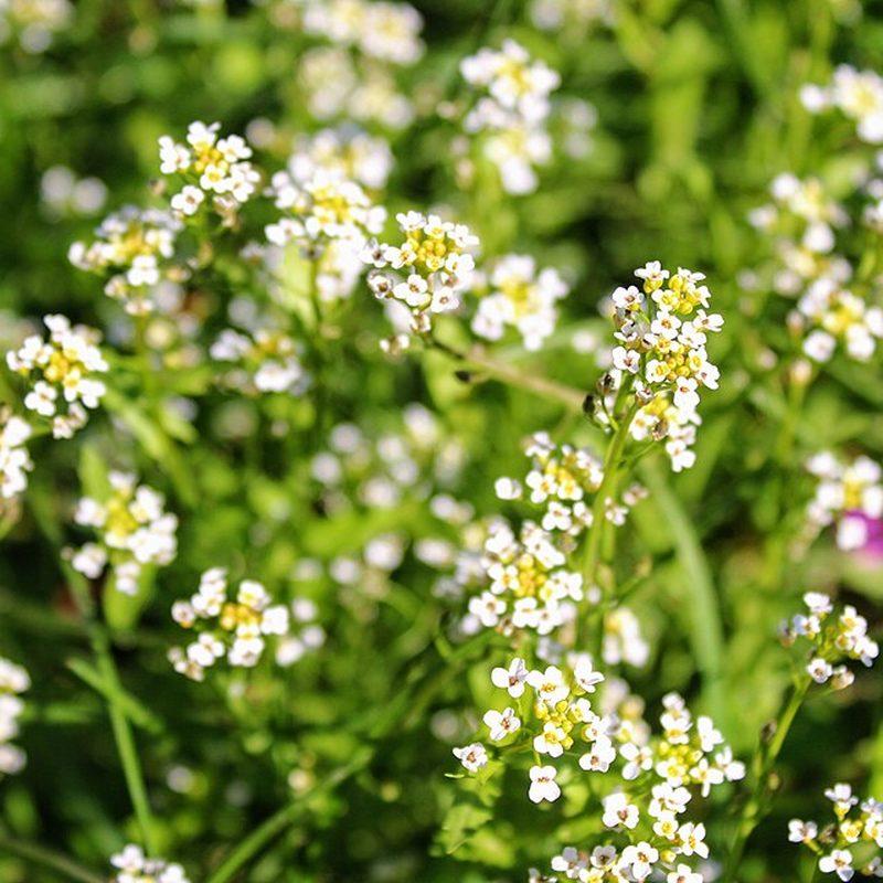 Crambe d'Abyssinie