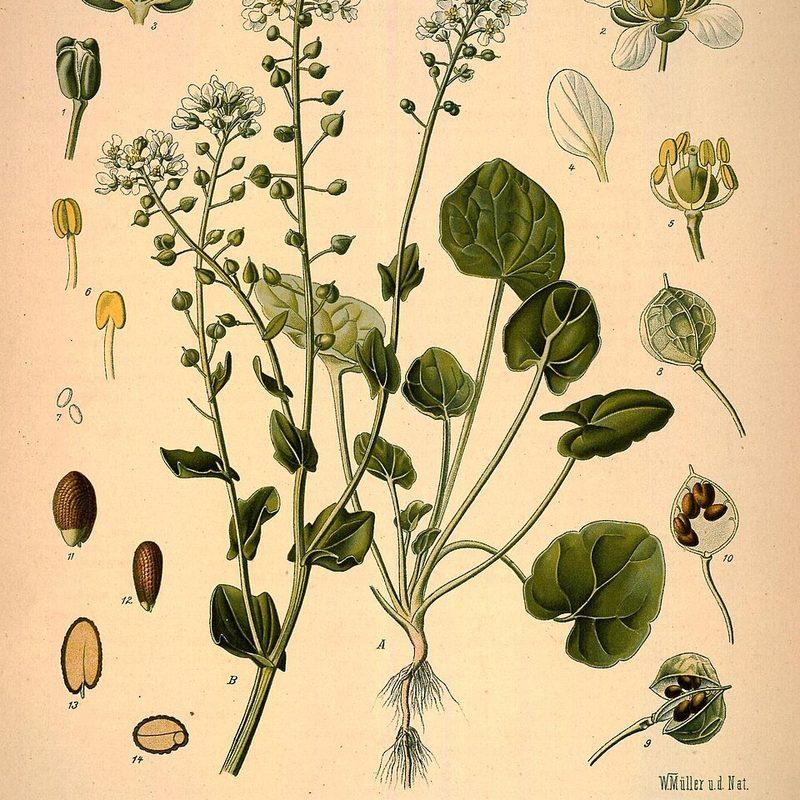 Cranson officinal (Cochlearia officinalis)