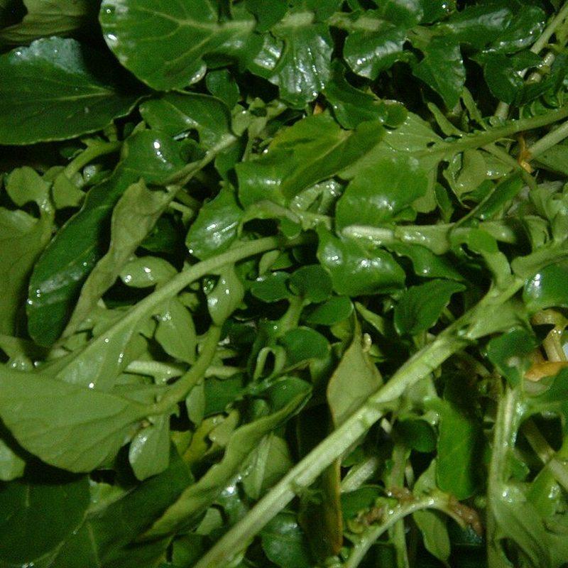 Cresson de fontaine (Nasturtium officinale)