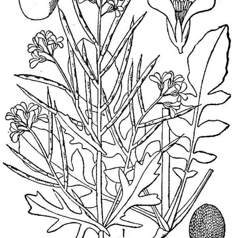Cresson de terre (Barbarea verna)