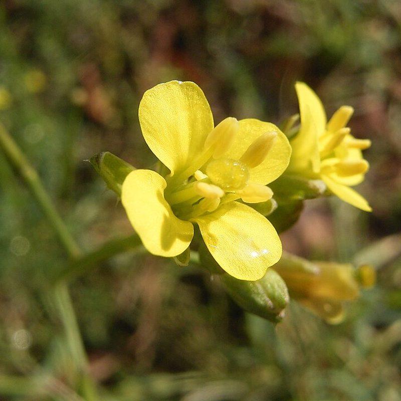Diplotaxis des murailles (Diplotaxis muralis)